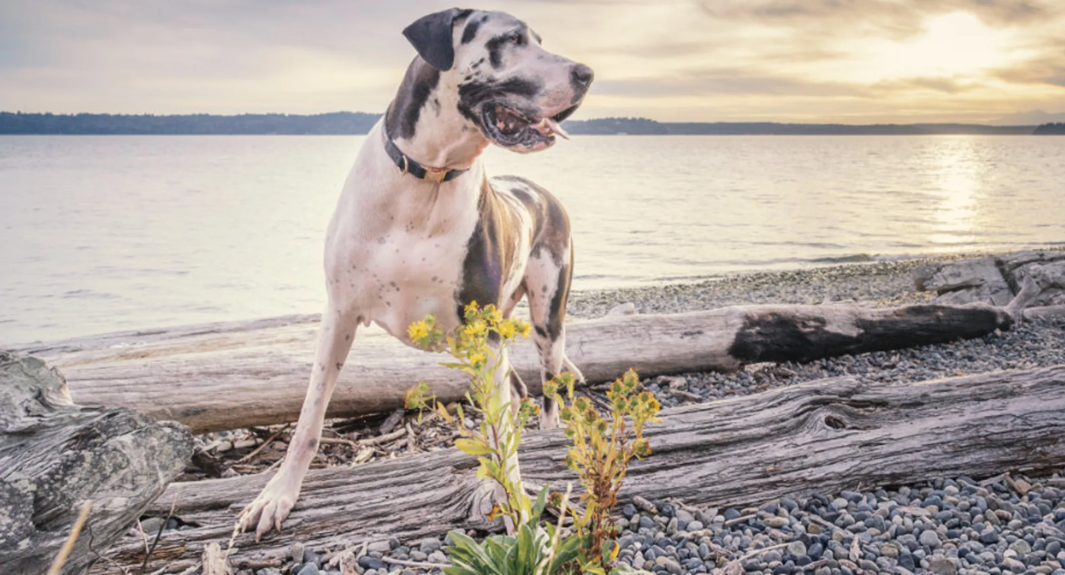 A dog looking to the right while standing on a rocky beach during sunset